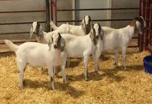 Researchers creating gene-edited pigs, cattle to improve food production Researchers creating gene-edited pigs, cattle to improve food production