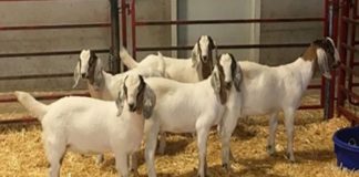 Researchers creating gene-edited pigs, cattle to improve food production Researchers creating gene-edited pigs, cattle to improve food production