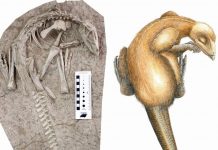 Researchers discover 125 million-year-old dinosaur buried by volcanic eruption in China Researchers discover 125 million-year-old dinosaur buried by volcanic eruption in China