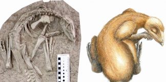 Researchers discover 125 million-year-old dinosaur buried by volcanic eruption in China Researchers discover 125 million-year-old dinosaur buried by volcanic eruption in China