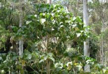 Researchers discovered stinging trees in Australia that secrets scorpion-like venom Researchers discovered stinging trees in Australia that secrets scorpion-like venom