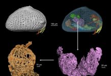Researchers find 100 million-year-old sperm fossilised in amber Researchers find 100 million-year-old sperm fossilised in amber