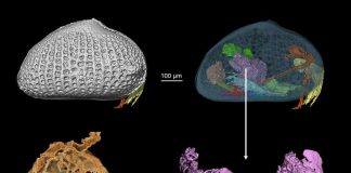 Researchers find 100 million-year-old sperm fossilised in amber Researchers find 100 million-year-old sperm fossilised in amber