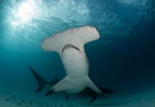 Scientists Lead Team Studying Smooth Hammerhead Sharks Scientists Lead Team Studying Smooth Hammerhead Sharks