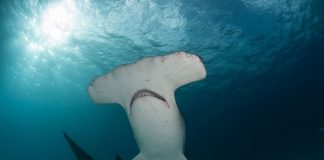 Scientists Lead Team Studying Smooth Hammerhead Sharks Scientists Lead Team Studying Smooth Hammerhead Sharks