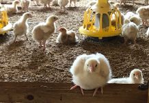 Slower growing chickens experience higher welfare, commercial scale study finds Slower growing chickens experience higher welfare, commercial scale study finds
