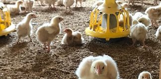 Slower growing chickens experience higher welfare, commercial scale study finds Slower growing chickens experience higher welfare, commercial scale study finds