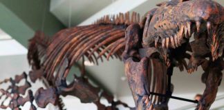 Study: Paleontologist Describes New Genus of Mosasaurs – Gnathomortis Study: Paleontologist Describes New Genus of Mosasaurs - Gnathomortis