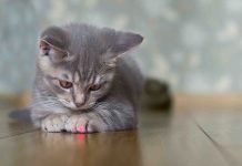 Study: Pet laser pointers have enough power to “blast away” cells in the back of the eye Study: Pet laser pointers have enough power to “blast away” cells in the back of the eye