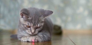 Study: Pet laser pointers have enough power to “blast away” cells in the back of the eye Study: Pet laser pointers have enough power to “blast away” cells in the back of the eye