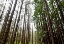 Study: Plants may be able to help solve murders and find missing people Study: Plants may be able to help solve murders and find missing people