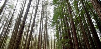 Study: Plants may be able to help solve murders and find missing people Study: Plants may be able to help solve murders and find missing people