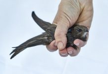Study: Rare pattern observed in migrating common swifts Study: Rare pattern observed in migrating common swifts