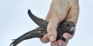 Study: Rare pattern observed in migrating common swifts Study: Rare pattern observed in migrating common swifts