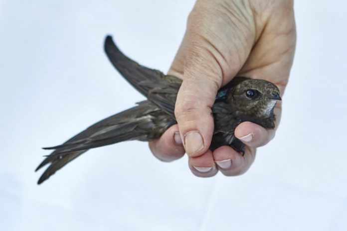 Study: Rare pattern observed in migrating common swifts