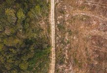 Study: Trees that live fast die young and this is bad news for the climate crisis Study: Trees that live fast die young and this is bad news for the climate crisis