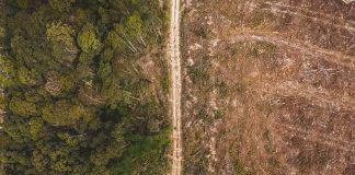 Study: Trees that live fast die young and this is bad news for the climate crisis Study: Trees that live fast die young and this is bad news for the climate crisis