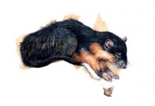 Study: Why rats would win Australian survivor Study: Why rats would win Australian survivor