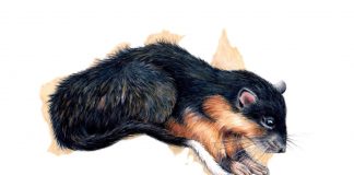 Study: Why rats would win Australian survivor Study: Why rats would win Australian survivor