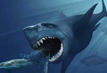 The true size of the ancient shark megalodon revealed for the First Time by Researchers The true size of the ancient shark megalodon revealed for the First Time by Researchers