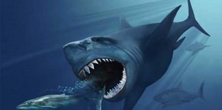 The true size of the ancient shark megalodon revealed for the First Time by Researchers The true size of the ancient shark megalodon revealed for the First Time by Researchers