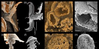 100-million-year-old amber reveals sexual intercourse of ostracods (TDnews)