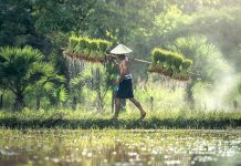 40 percent of plant species facing risk of extinction, Says New Study 40 percent of plant species facing risk of extinction, Says New Study