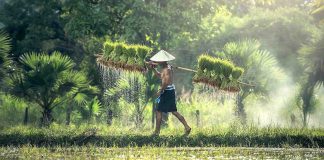 40 percent of plant species facing risk of extinction, Says New Study 40 percent of plant species facing risk of extinction, Says New Study