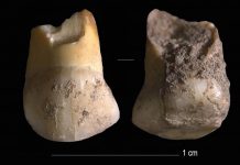 A 48,000 years old tooth that belonged to one of the last Neanderthals in Northern Italy (TDnews)