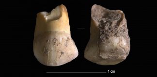 A 48,000 years old tooth that belonged to one of the last Neanderthals in Northern Italy (TDnews)