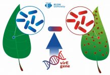 A RUDN University biologist described how a harmless bacterium turns into a phytopathogen (TDnews)