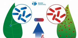 A RUDN University biologist described how a harmless bacterium turns into a phytopathogen (TDnews)
