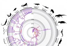 A timeline on the evolution of reptiles (TDnews)