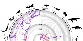 A timeline on the evolution of reptiles (TDnews)
