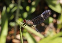 Amazon study shows big conservation gains possible for imperilled freshwater ecosystems