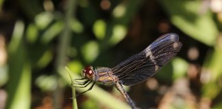 Amazon study shows big conservation gains possible for imperilled freshwater ecosystems