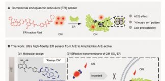 Amphiphilic AIE-active sensor: Breaking the bottleneck of AIE bioimaging (TDnews)