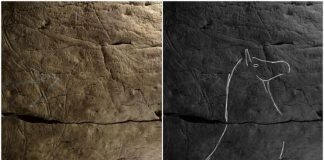 Archaeology: Bison engravings in Spanish caves reveal a common art culture across ancient Europe