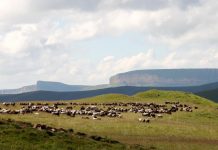 Archaeology: Bronze Age herders were less mobile than previously thought