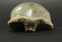 Archaeology: Denisovan DNA in the genome of early East Asians