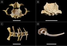 Archaeology: New evidence found of the ritual significance of a classic Maya sweat bath in Guatemala
