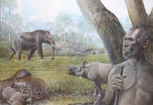 Archaeology: Past tropical forest changes drove megafauna and hominin extinctions