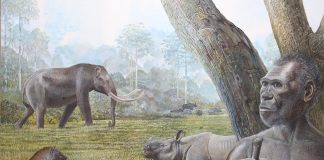 Archaeology: Past tropical forest changes drove megafauna and hominin extinctions