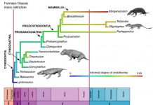 Archaeology: World’s greatest mass extinction triggered switch to warm-bloodedness