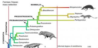 Archaeology: World’s greatest mass extinction triggered switch to warm-bloodedness
