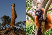 Battling with neighbors could make animals smarter (TDnews)