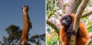 Battling with neighbors could make animals smarter (TDnews)
