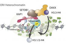 Biology: A dance of histones silences transposable elements in pluripotent stem cells