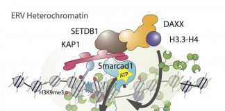 Biology: A dance of histones silences transposable elements in pluripotent stem cells