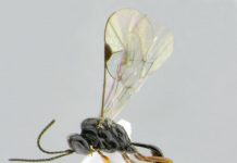 Biology: A new species of Darwin wasp from Mexico named in observance of the 2020 quarantine period